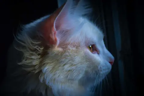 Gato blanco con ojos ámbar mira fijamente en la oscuridad. ¿Cómo callar a un gato por la noche? Quizás con un juguete o una caricia.