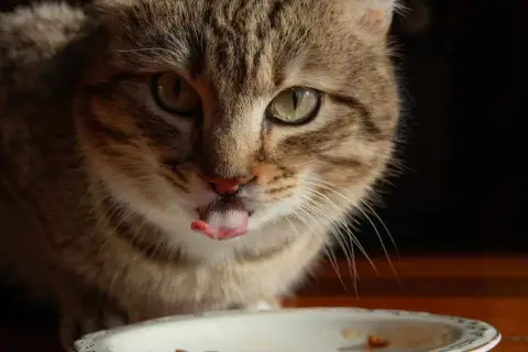 Gato atigrado saborea su pienso salvaje con la lengua fuera.
