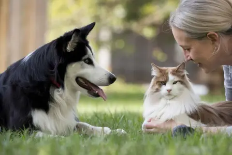 Una mujer observa a un perro y un gato. Ella parece una etóloga estudiando el comportamiento animal.