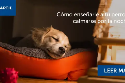 Un tierno cachorro duerme plácidamente en su cama. Descubre cómo hacer que un cachorro duerma toda la noche.