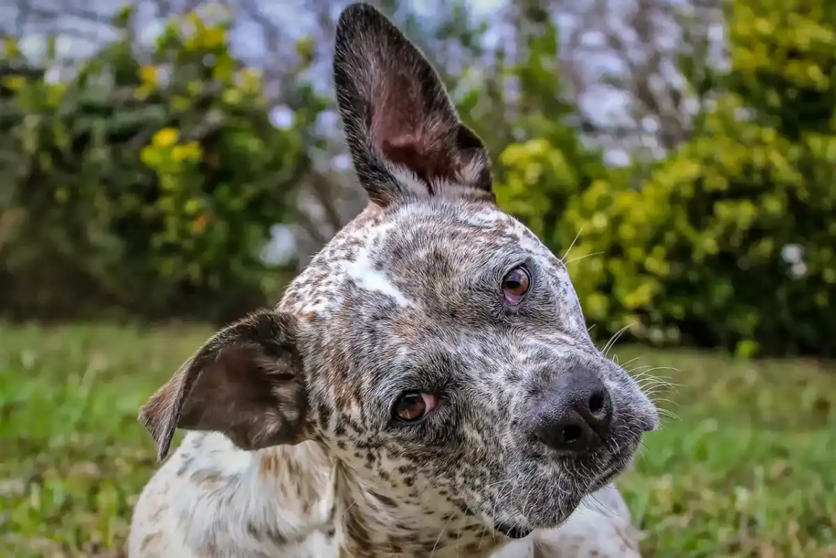 Cabeza Inclinada en Perros - ¿Normal o Alerta? Guía Completa