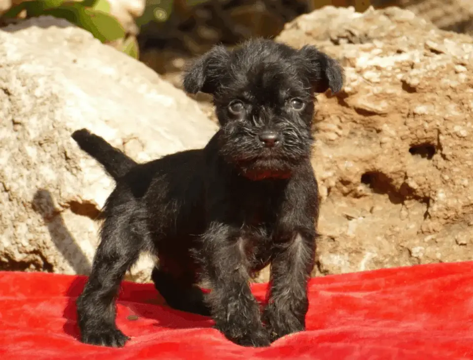 Schnauzer Miniatura - ¿Es el perro ideal para ti? Guía completa