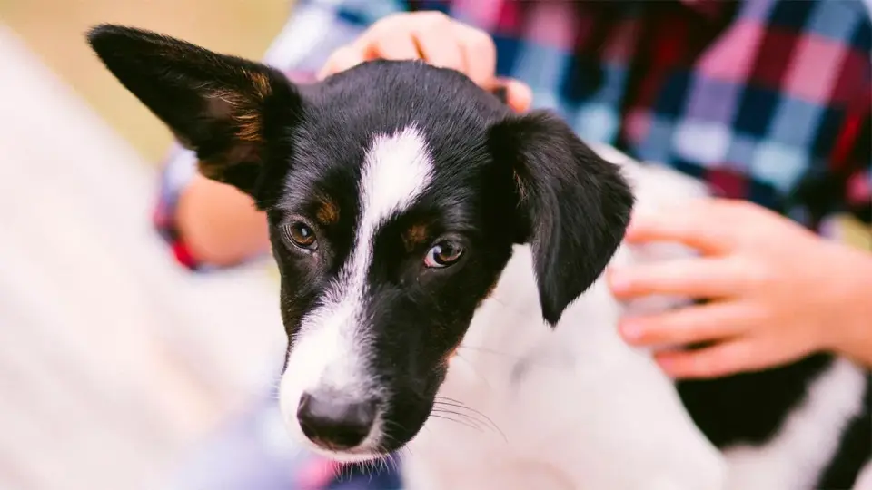Perro mestizo - ¿Salud, cuidados y adopción en España?